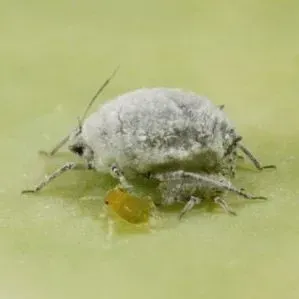 thumbnail for publication: Cabbage aphid Brevicoryne brassicae Linnaeus (Insecta: Hemiptera: Aphididae)